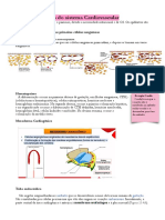 Desenvolvimento do sistema cardiovascular