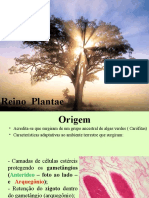 Reino Plantae (Características Dos Grupos)