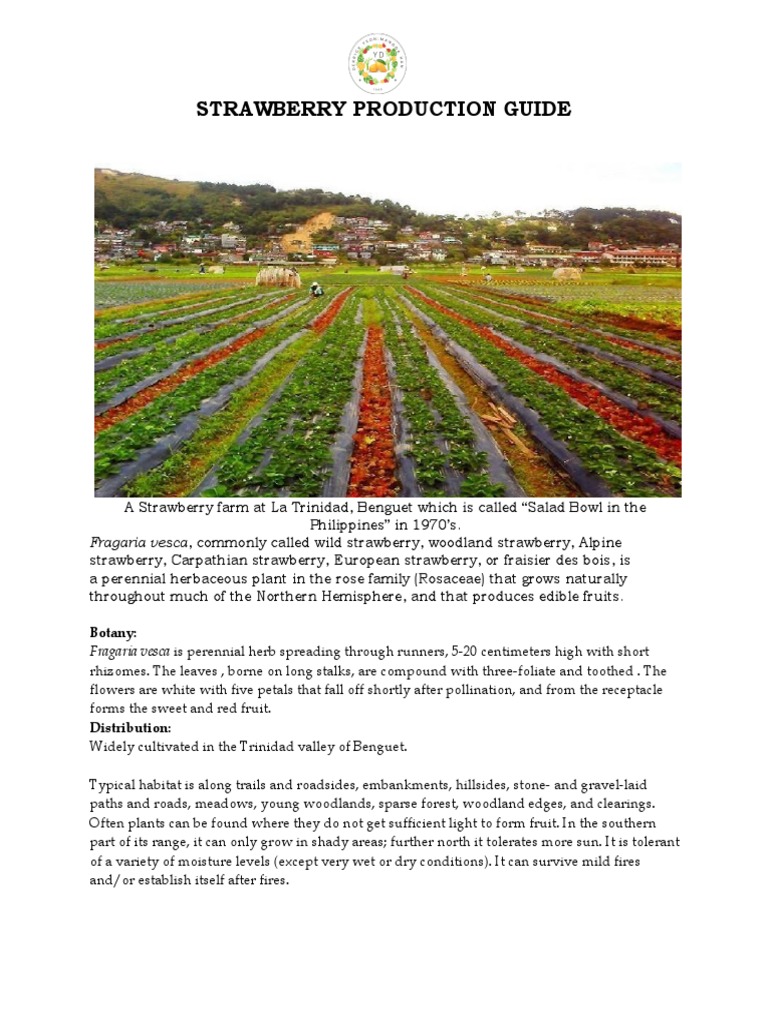 Strawberry Production Guide in Benguet PDF Soil Science Agriculture