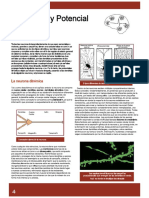 Neuronas y Potencial de Acción