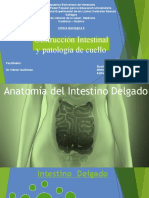 Obstruccion Intestinal SEMINERAIO