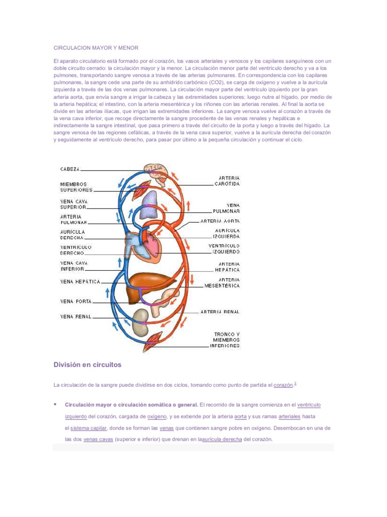 Circulacion Mayor y Menor Sistema circulatorio Vena