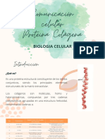 Comunicación Celular - Proteina Colágena