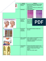 Anatomia