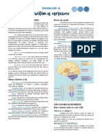 BLOQUE 1. Fundamentos de Neuroanatomía I