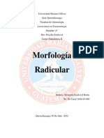 Morfologia Molares