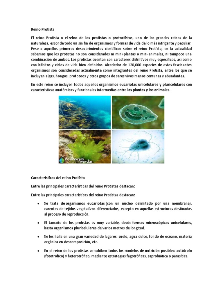 Reino Protista | PDF | Organismos | Eucariotas