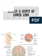 Muscle & Joints of Lower Limb PARA-SMS-compressed