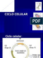 Ciclo Celular