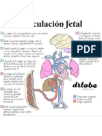 Circulación Fetal