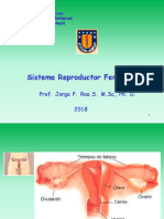 Sistema reproductor femenino