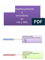 Crecimientoprimario Secundario Raiz Tallo 120301000045 Phpapp02