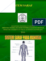 sistem-saraf-pada-manusia1