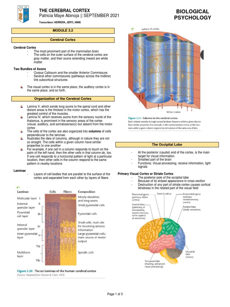 Overview of the Cerebral Cortex Functions | PDF | Cerebral Cortex ...