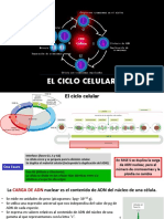 2020 Ciclo Celular Diapos para El PDF