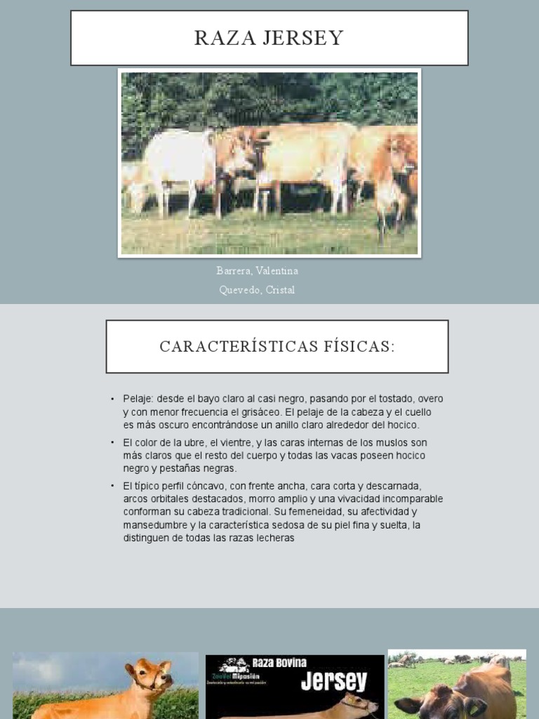 Raza Jersey | PDF | Leche | Vacas