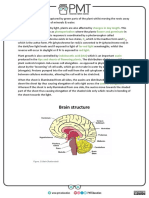 The Brain Summary Notes