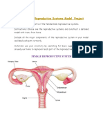 Male & Female Reproductive Systems Model Project