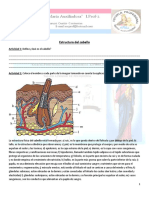 Estructura Del Cabello - Actividad.