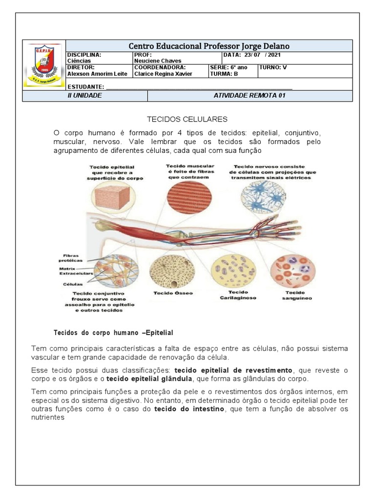 Atividade Remota 01 II Unidade 6º Ano B | PDF | Tecido (Biologia) | Músculo  esquelético, image size:768x1024