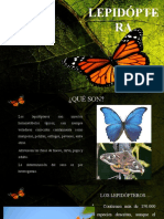 Lepidópteros: mariposas y polillas