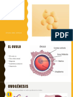 Desarrollo Intrauterino, Desarrollo Del Ovulo