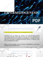 Espermatogenesis