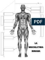 Musculatura Humana y Sus Partes