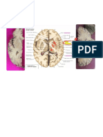 5.1 [micro mynotes prelim 2] Cerebrum and Cerebellum (2)