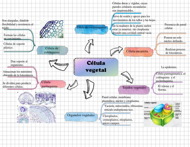 Mapa Mental de la Célula Vegetal | PDF | Plantas | Biología Celular)