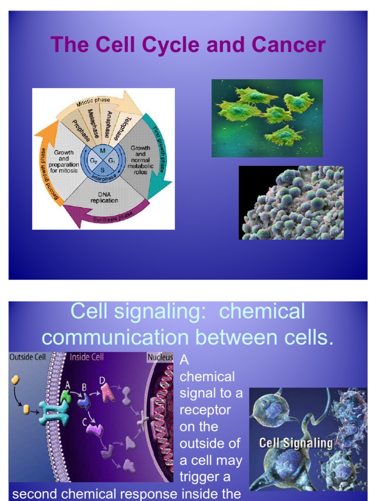 The Cell Cycle and Cancer 2011 Biology Diagrams