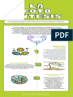 Verde Líneas Fotosíntesis Biología Infografía