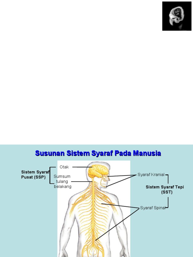 Anatomi Fisiologi Sistem Saraf | PDF