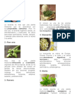 Plantas Medicinales 10 Imagen e Informacion