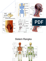 Gambar_Pilihan_Anatomi_-_Sistem_Rangka