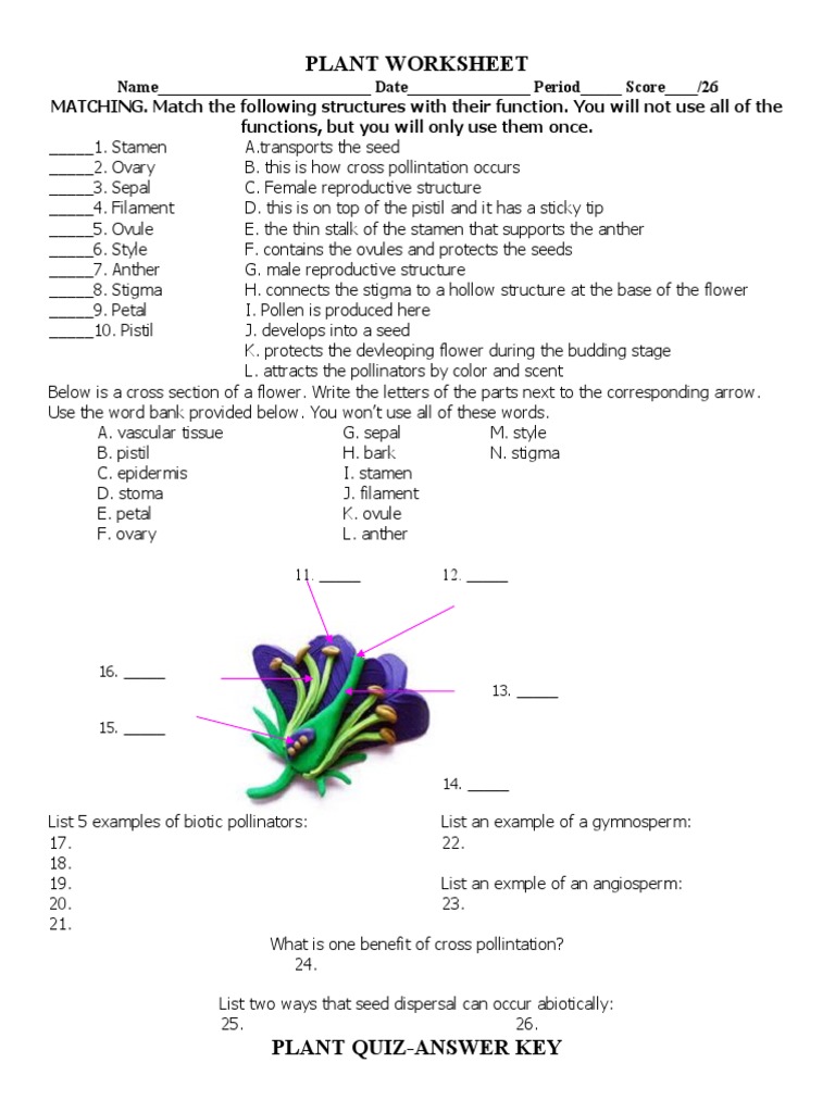 Plant and Flower Quiz PDF Flowers Pollination