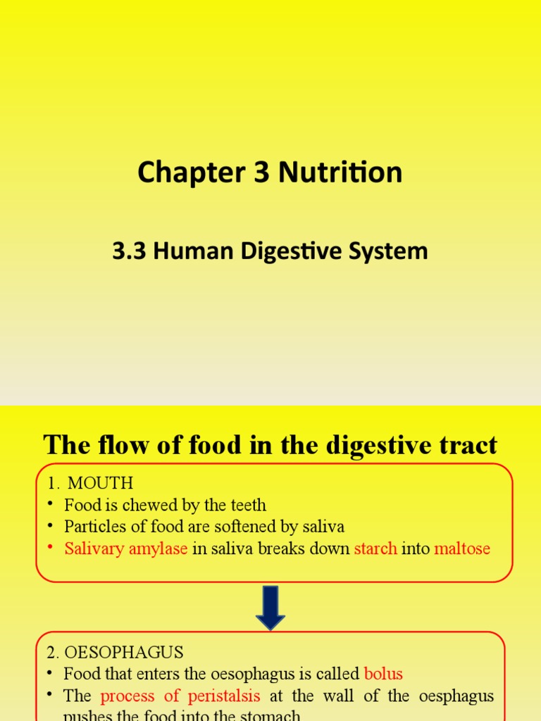 The Journey of Food Through the Human Digestive System A Breakdown of