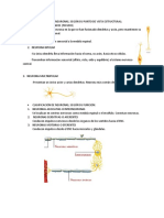 Clasificacion de Neuronas