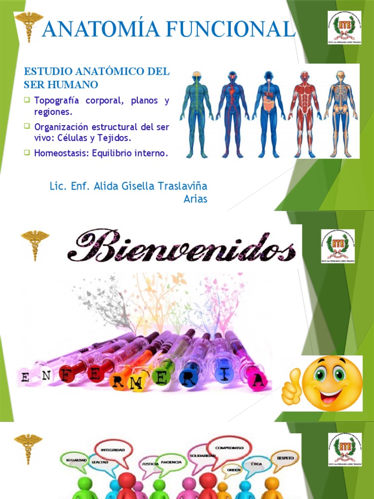 A1-1 Estructura Anatómica Del Ser Humano | PDF | Términos anatómicos de ...