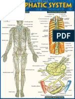 Lymphatic System 2.0