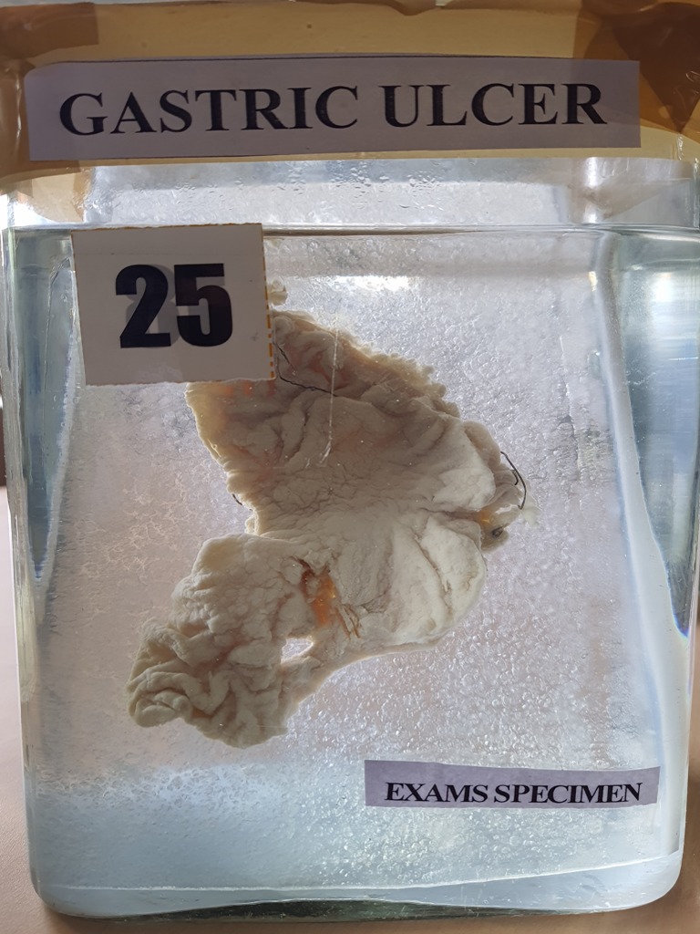 Gross specimens PDF