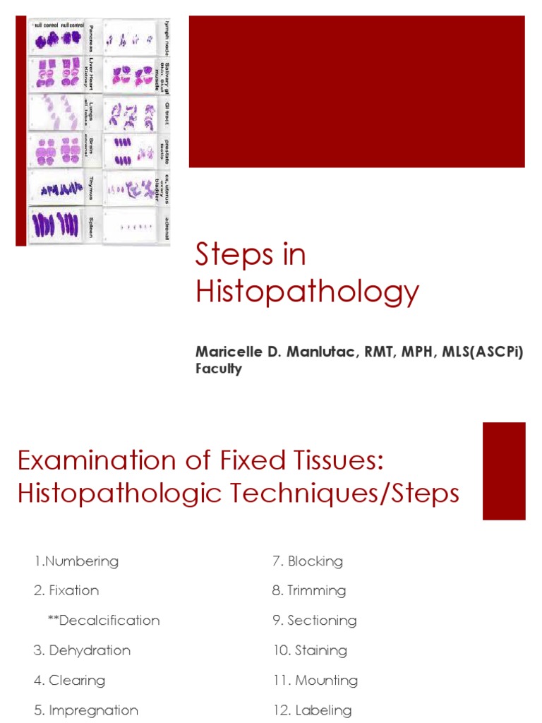 Fixation MDM PDF Fixation (Histology) Anatomy