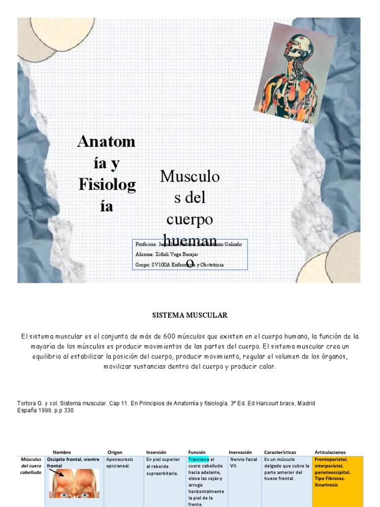 Músculos del Cuerpo Humano: Anatomía y Función | PDF | Nariz humana ...