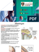 ANATOMIA DEL SISTEMA NERVIOSO2