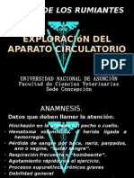 Exploración circulatoria ruminantes