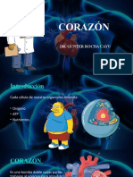 Anatomía del corazón: cámaras, capas y circulación