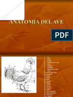 Anatomía Del Ave