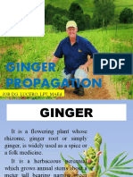 Propagation of Ginger