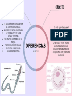 Diferencias Espermatozoides y Ovocito