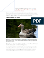 Ganso: Características y datos del ave acuática